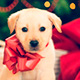 Тест: Наряди новогоднюю ёлку и получи щенка